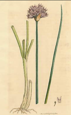 Allium Schoenoprasum, Chive Garlick