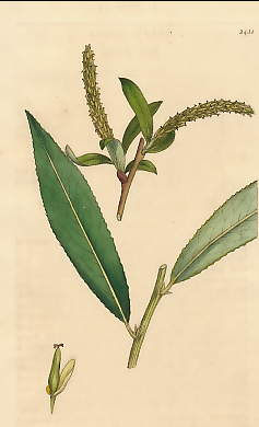 Salix Caerulea, Blue Willow