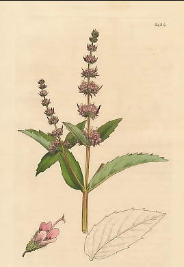 Mentha Viridis, Spear Mint