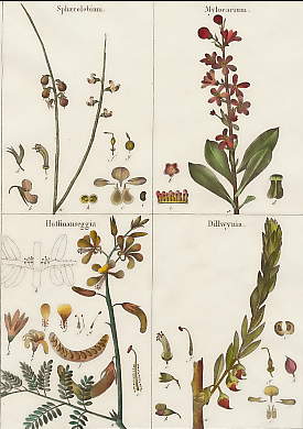 Sphaerolobium, Mylocarium, Hoffmanseggia, Dillwynia
