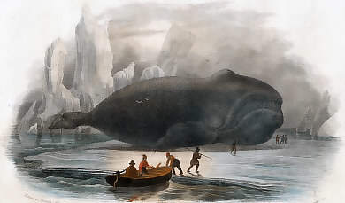 La Baleine Franche
