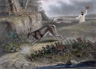 The Hunted Hare