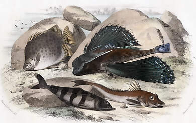Le Chétodon Argus, Le Dactyloptère Pirapède, Le Centronote Pilote, La Trigle Lyre