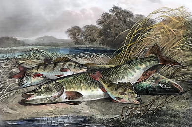 Pike and Perch