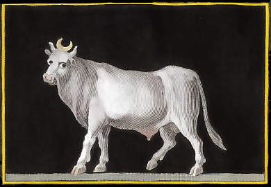 Apis, The Sacred Bull