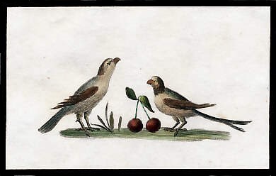 Birds with Cherries