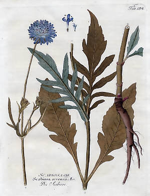 Scabiosa Off., Scabiosa Arvensis