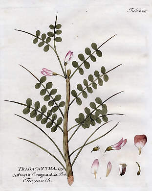 Tragacantha Off., Astragalus Tragacantha