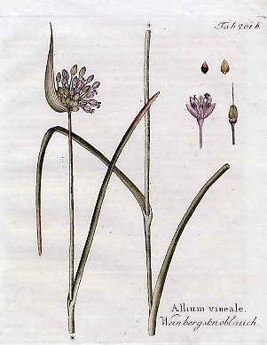 Allium Vineale