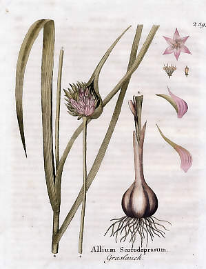 Allium Scorodoprasum
