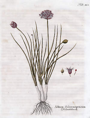 Allium Schoenoprasum