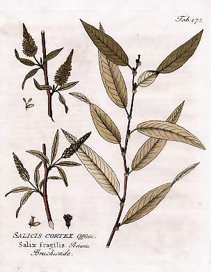 Salicis Cortex Off., Salix Fragilis