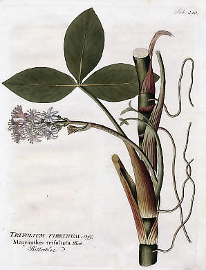 Trifolium Fibrinum Off., Menyanthes Trifoliata