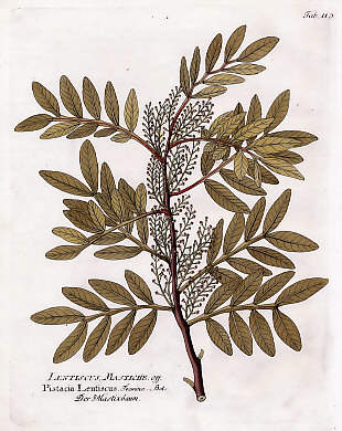 Lentiscus Mastiche Off., Pistacia Lentiscus