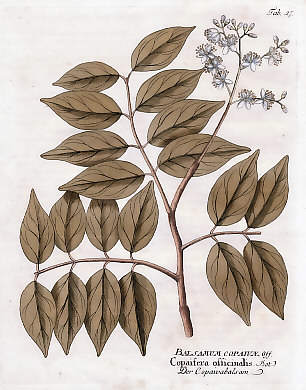 Balsamum Copaivae Off., Copaifera Officinalis