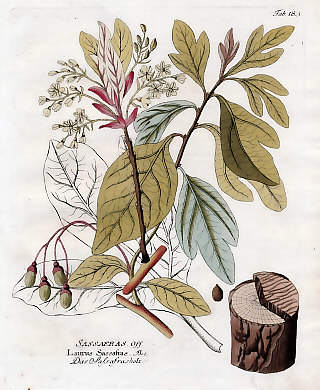 Sassafras Off., Laurus Sassafras