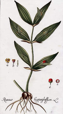 Ruscus Hypoglossum