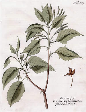 Lacca Off., Croton Lacciferum