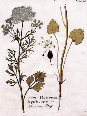 Anisum Vulgaris Off., Pimpinella Anisum