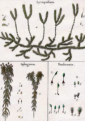 Lycopodium, Sphagnum, Buxbaumia