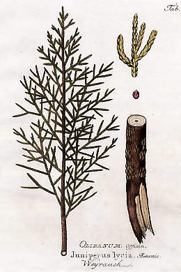 Olibanum Off., Juniperus Lycia