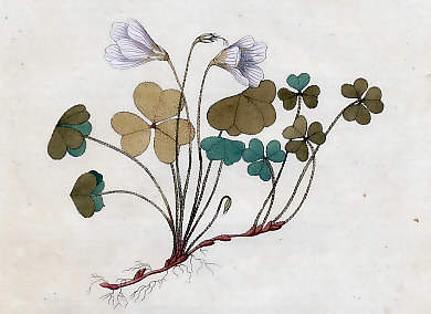 Acetosella Off., Oxalis Acetosella