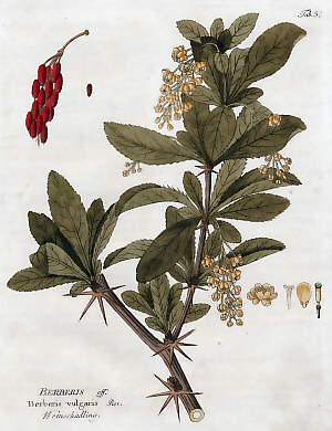 Berberis Off., Berberis Vulgaris