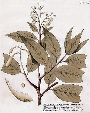 Balsamum Peruvianum Off., Myroxylon Peruiferum