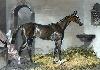 Teddington, Winner of the Derby, 1851