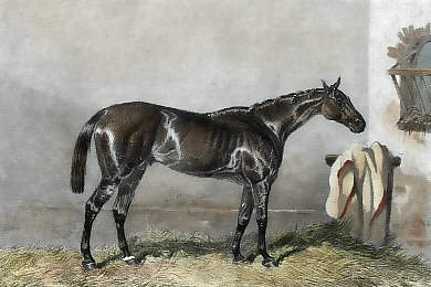 Ellington, Winner of the Derby, 1856