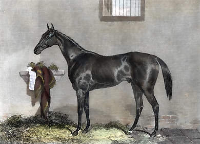 Voltigeur, Winner of the Derby, 1858