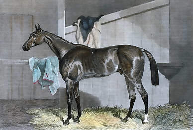 Warlock, Winner of the St. Leger, 1856