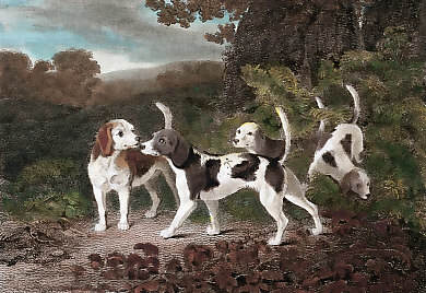 Lap Dog Beagles