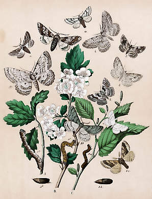 Schmetterlinge (47)