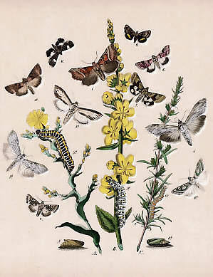 Schmetterlinge (39)