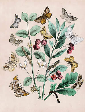 Schmetterlinge (49)