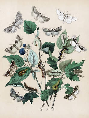 Schmetterlinge (32)