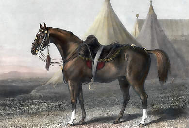 Ronald, the Favourite Charger of the Rt. Hon. The Earl of Cardigan
