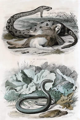 Le Boiquira, L´Orvet