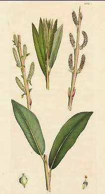 Salix Lambertiana, Boyton Willow