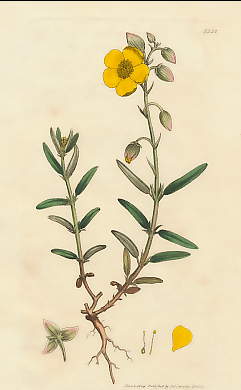 Cistus Helianthemum, Common Dwarf Cistus