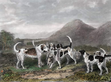 Hounds in the Shropshire United Park