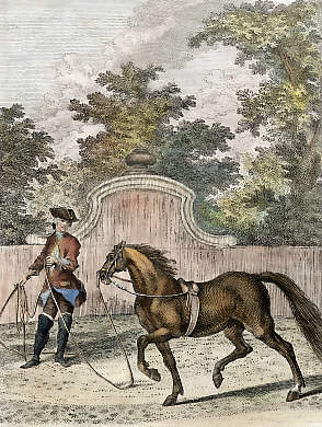 Das Trottiren Von Einem Jungen Pferd an Der Corde, Le Trot D&acute;un Jeune Cheval &agrave; La Longe