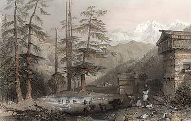 Village of Koghera and Deodar Forest