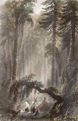 A Forest Scene