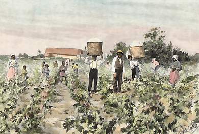 Récolte Du Coton Dans L´État De Mississippi