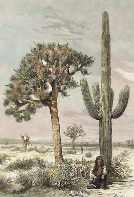 Paysage De L´Arizona, Cactus Cierges et Yuccas
