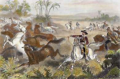 Chasse Au Lasso