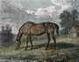 25619_wm